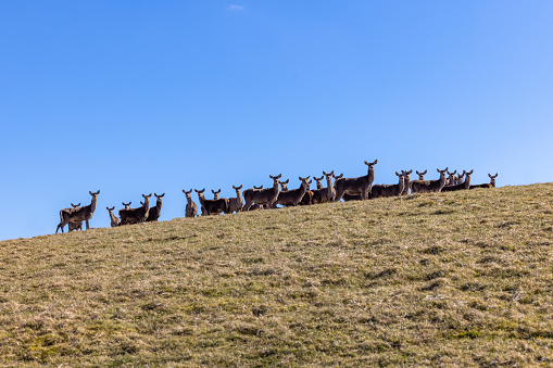 Herd of Red Deer in the Scottish Highlands