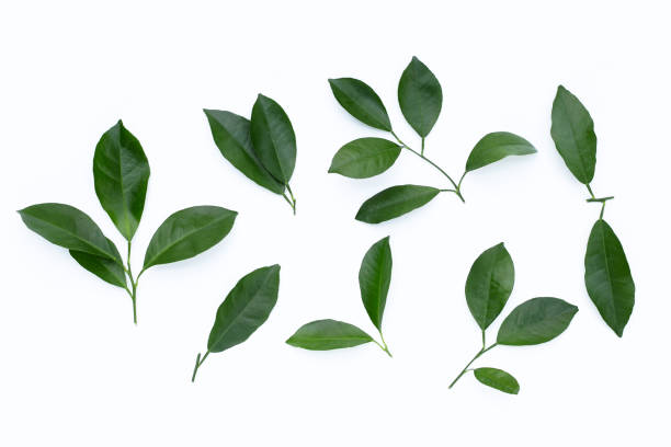 istock Citrus leaves on white background. 1388545641
