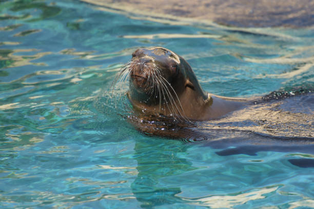 Portrait Of A Sea Lion Swimming In The Water Stock Photo - Download Image  Now - Sea Lion, Showing, Animal - iStock