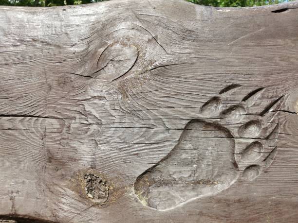 istock an old wooden sign with bear tracks 1388547880