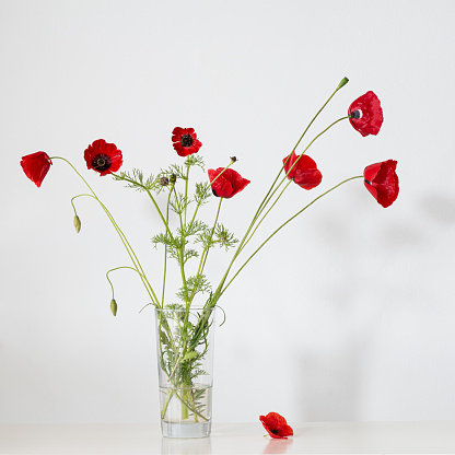 Bunch of red Anemone wildflowers, vase, still life on white wall background. Gentle minimalist bouquet, simple home decor.