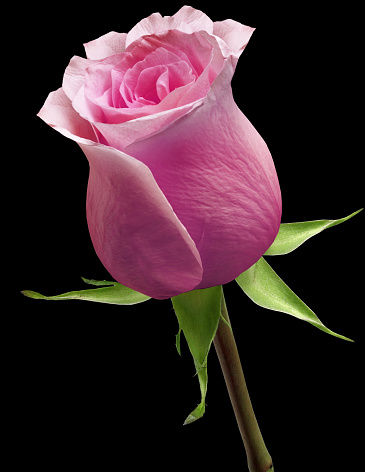 Purple rose isolated on the black background with clipping path. Closeup. For design. Nature.