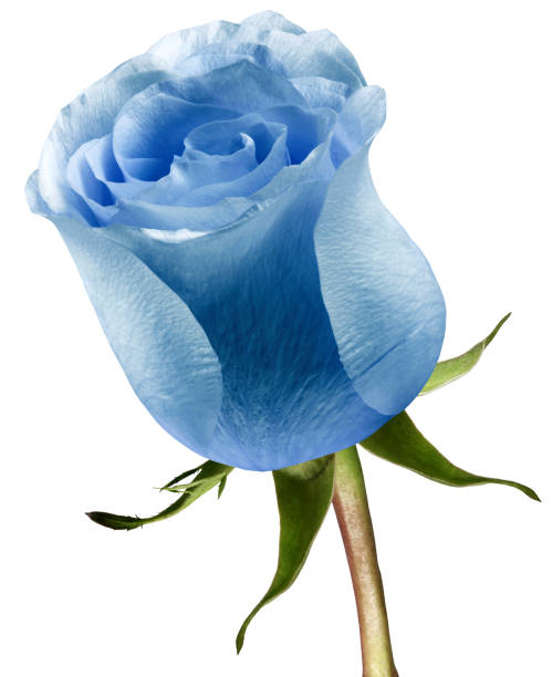 istock Blue rose flower  on white isolated background with clipping path. Closeup. For design. Nature. 1388549425