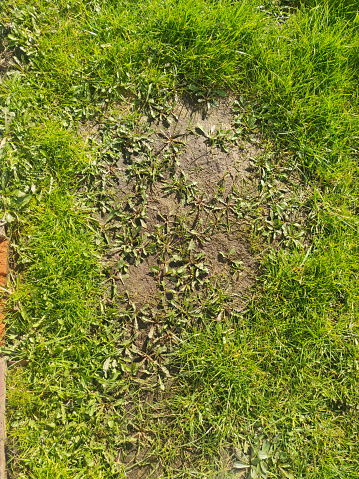 Stock photo showing close-up, elevated view of patchy lawn treated with weed killer ready to be covered in topsoil and sown with grass seed as part of early-Spring lawn maintenance.