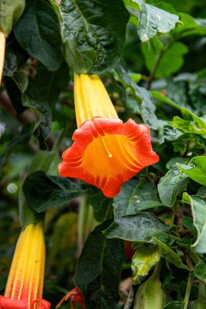 istock Flower Brugmansia vulcanicola 1388551252