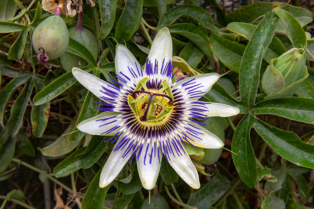 Passoflora, Passiflora caerulea, in close-up stock photo