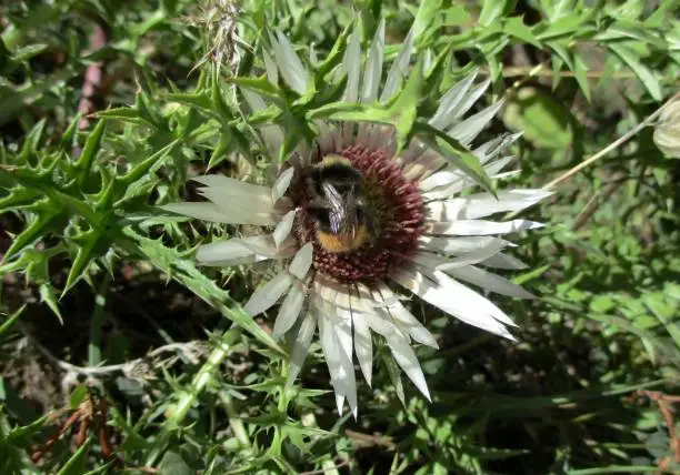 Stemless carline thistle (Carlina acaulis) flower visited by a Buff-tailed Bumblebee (Bombus terrestris). Horizontal sunny view. Le Sauze, Alpes de Haute Provence, France. August 2021