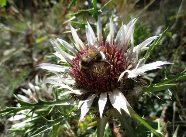 Stemless carline thistle (Carlina acaulis) flower visited by a Buff-tailed Bumblebee (Bombus terrestris). Sunny Close-up . Le Sauze, Alpes de Haute Provence, France. August 2021