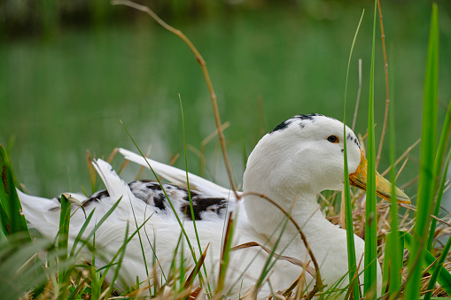 Ducks floating on the lake shore in Turkey.