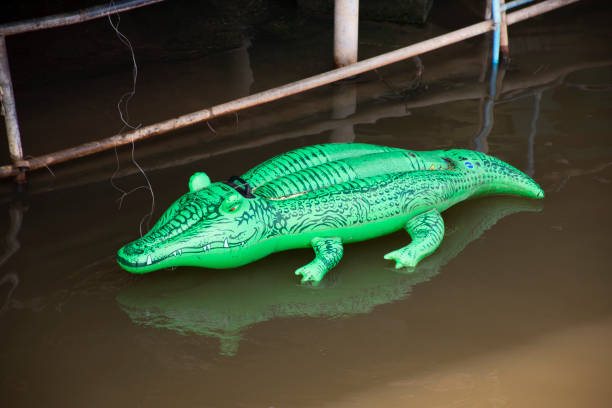 Crocodile green rubber toy floating in canal river stock photo