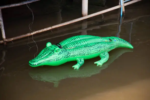 Photo of Crocodile green rubber toy floating in canal river