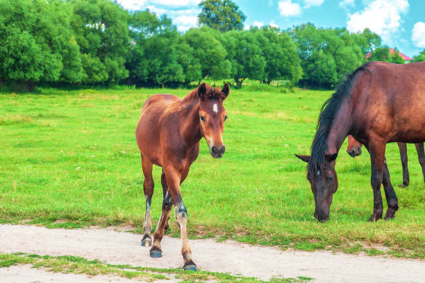 Brown foal and herd of horses grazing on green field Brown foal and herd of horses grazing on green field. Summer landscape with grazing equine near forest background charismatic racehorse stock pictures, royalty-free photos & images