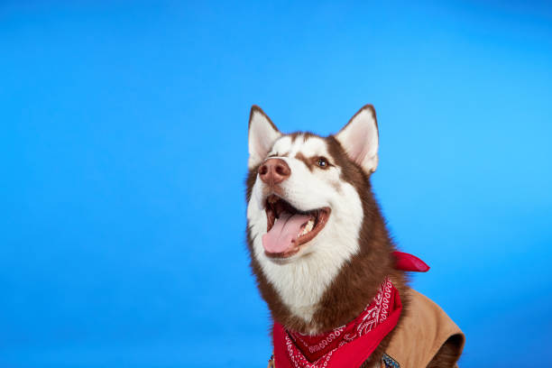 Happy husky dog smiling on colored blue background.