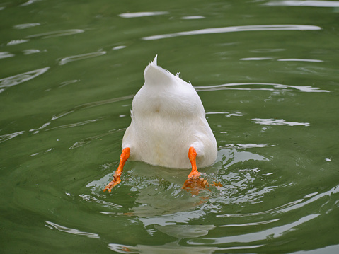 a duck diving into a lake