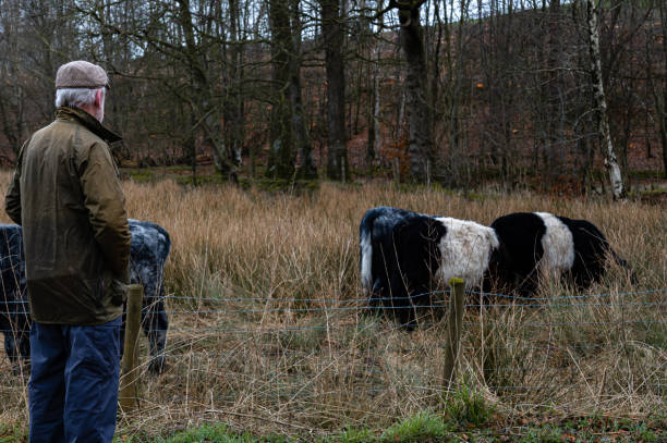 Rear view of a senior man standing at a field in Scotland looking at a group of Belted Galloway beef cattle