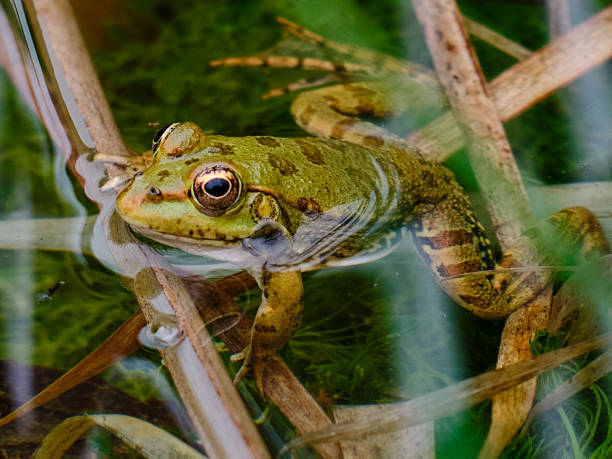 istock cute frog in a lake 1388559272