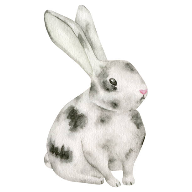 акварельная иллюстрация кролика. нарисованный от руки милый малыш кролик изолирован на белом фоне. маленький пятнистый серый заяц животны� - rabbit pets baby rabbit white background stock illustrations