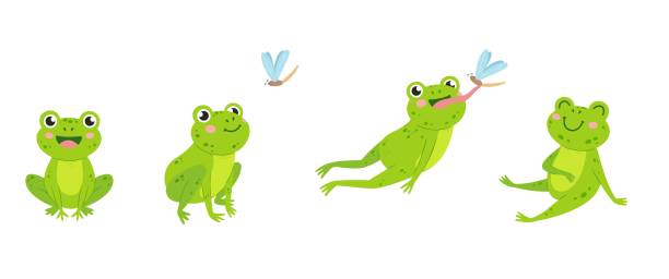 illustrations, cliparts, dessins animés et icônes de drôle de grenouille. saut d’animal pour manger un insecte mouche. dessin animé vert grenouilles isolées, règles de la faune. crapaud des marais d’eau néotérique chassant et mangeant, attraper avec la scène du vecteur de langue - frog animal tongue animal eating