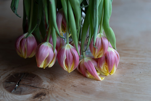 Tulips in a vase wilting at the end of their life.