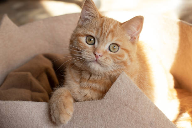 Little ginger cat sitting in his couch.