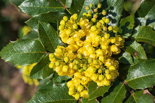 Close-up of the yellow flowers of the Oregon Grape (Berberidaceae) on a sunny spring day