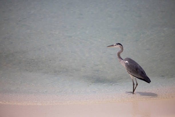 Grey heron, strolling along the beach in the Maldives. High quality photo