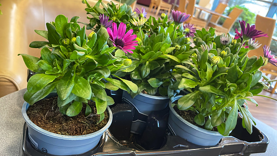 Stock photo showing close-up view of osteospermum plants in plastic tray. These half-hardy plants are a popular choice for summer bedding and are also often grown in containers.