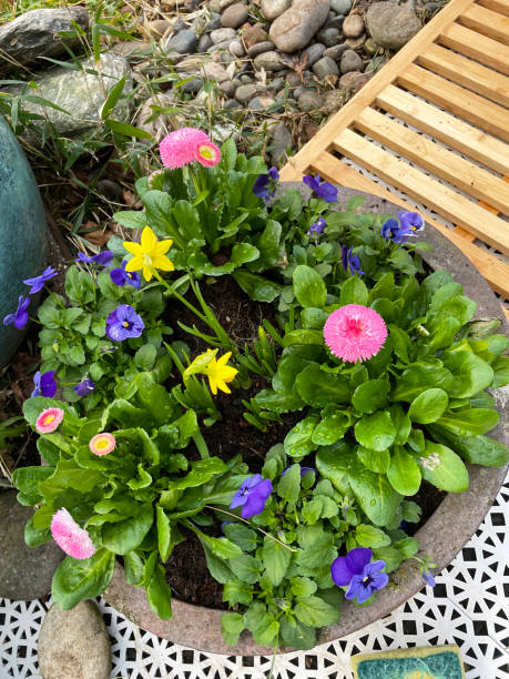 Stock photo showing elevated view of yellow, tete-a-tete daffodils (Narcissus), pink flowering English daisy (Bellis perennis Bellissima) and purple Pansies (Viola × wittrockiana) plants growing in flower pot on white, plastic interconnecting tiled patio. imagen en primer plano de una maceta vidriada de flores de primavera en un patio de azulejos interconectados de plástico blanco, narcisos tete-a-tete (narciso), margarita inglesa rosa (bellis perennis bellissima) y pansies púrpuras (viola × wittrockiana