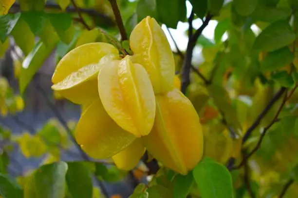 Close up of fresh carambola fruites