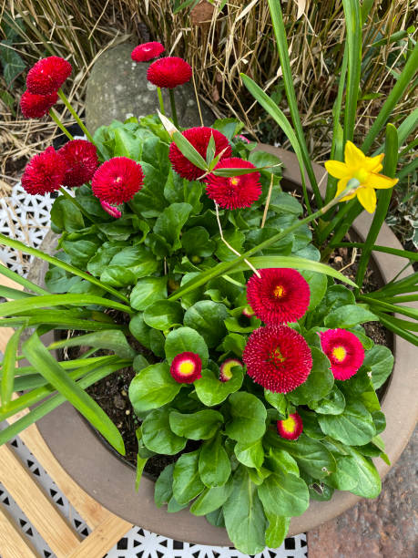 istock Close-up image of glazed pot of Springtime flowers on white, plastic interconnecting tiled patio, yellow tete-a-tete daffodils (Narcissus) and red English daisy (Bellis perennis Bellissima), elevated view 1388573847