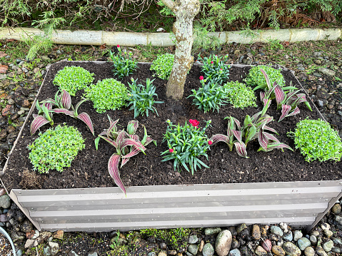 Stock photo showing elevated view of raised, corrugated iron flowerbed with Japanese maple underplanted with alpine plants