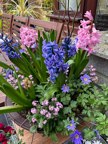 Stock photo showing close-up view of purple, wood anemones (Anemonoides nemorosa), hyacinths (Hyacinthus) and pink flowering Forget-me-nots (Myosotis) growing in flower pot on white, plastic interconnecting tiled patio.