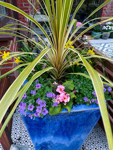 Stock photo showing close-up view of yellow tete-a-tete daffodils (Narcissus), purple False Rockcress (Aubrietia) and pink primrose (Primula) underplanting cabbage palm (Cordyline australis) in blue glazed flower pot on white, plastic interconnecting tiled patio.
