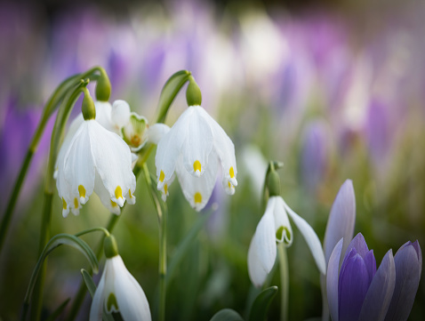 Beautiful panorama of blooming spring meadow landscape,  with spring knot flowers (Leucojum vernum), snowdrop (Galanthus nivalis) and crocus (Crocus sieberi), illuminated by the morning sun