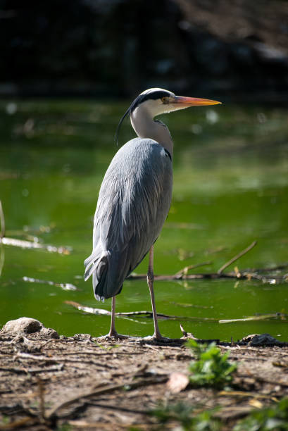 istock heron standing in border water 1388574587