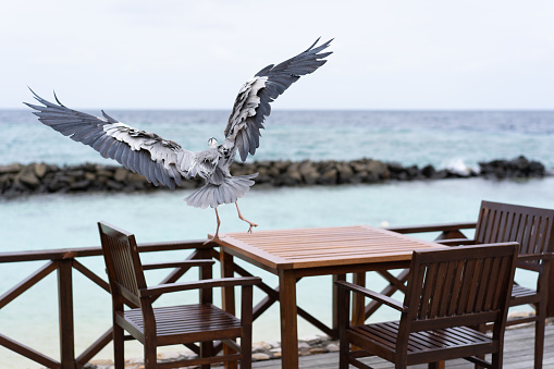 A heron with spread wings takes off in a cafe on the coast in the Maldives.
