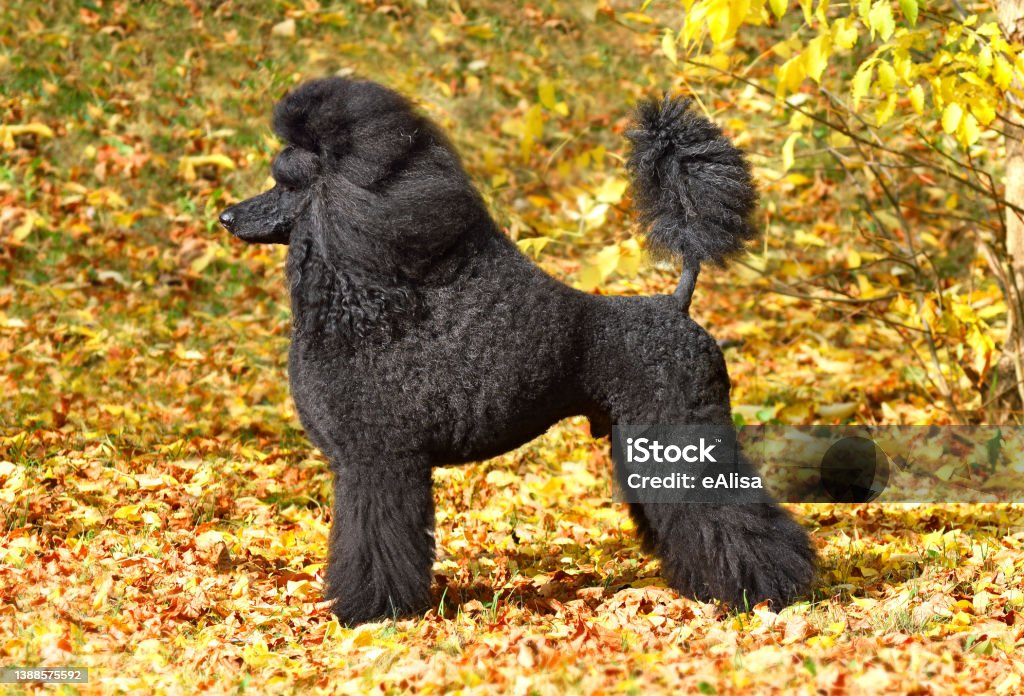 Beautiful black poodle Beautiful black poodle standing on a yellow autumn leaves background Standard Poodle Stock Photo