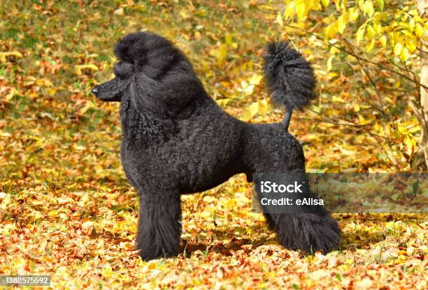 Beautiful Black Poodle Stock Photo - Download Image Now - Standard Poodle, Animal, Autumn