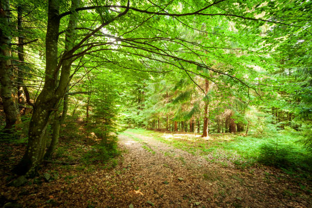 A footpath along a dirt road cut through a dense deciduous forest with trees baring their roots in the area of the Carpathian Mountains above Kamyanka Mountain, Synevir pass. Ukraine. High quality photo