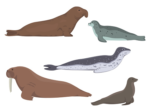 Pinniped animals. Vector illustration of a set of northern antarctic aquatic animals isolated on a white background. Sea elephant, seal, leopard, lion, walrus.