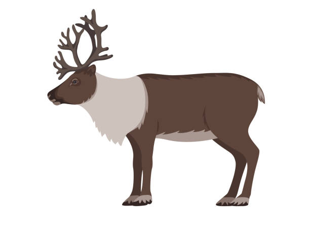 148 Drawing Of A Tundra Animals Illustrations & Clip Art - iStock