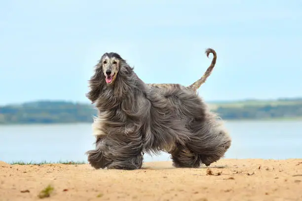 Beautiful fully coated Afghan Hound running on the sandy beach over blue sky