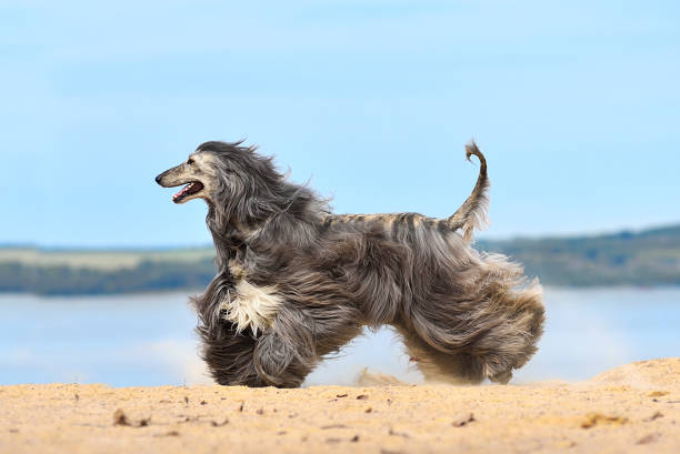 istock Beautiful fully coated Afghan Hound 1388576218