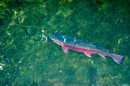 With bright sunshine casting reflections, this rainbow trout is very pretty and elegant as it swims in the clear waters in a Missouri stream. Bokeh