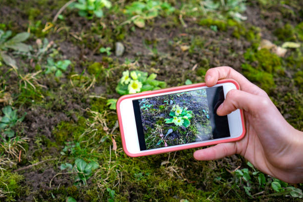 istock plant identification handbook application use technlolgy in the nature uplugged 1388577394