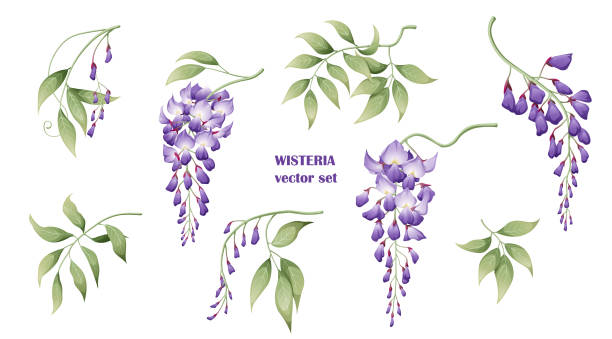 illustrazioni stock, clip art, cartoni animati e icone di tendenza di set di fiori e foglie di glicine viola. ottimo per l'arredamento e la decorazione primaverile - wisteria