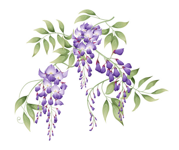 ilustraciones, imágenes clip art, dibujos animados e iconos de stock de ilustración vectorial de una rama de glicinia con hojas verdes. ideal para decorar tarjetas, invitaciones, etc. - wisteria