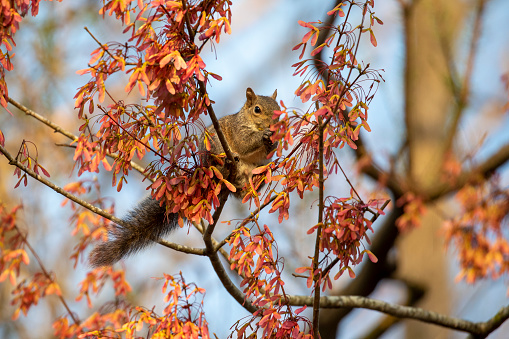 Squirrel on a Maple Blossom Tree