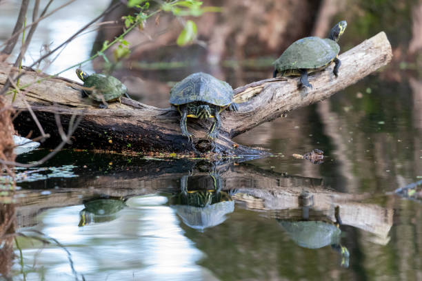istock Yellow Bellied Sliders 1388579531