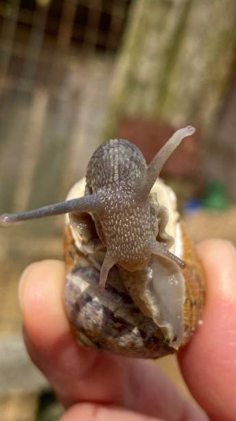 istock close - snail - detail 1388580874